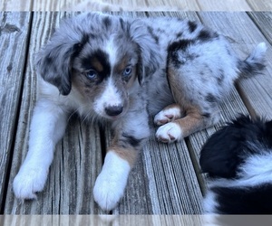 Miniature Australian Shepherd Puppy for sale in VALLEY FALLS, KS, USA