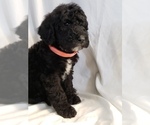 Small Photo #13 Poodle (Standard) Puppy For Sale in ODESSA, WA, USA