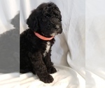 Small #12 Poodle (Standard)