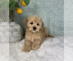 Small Photo #6 Cavapoo Puppy For Sale in FRANKLIN, IN, USA