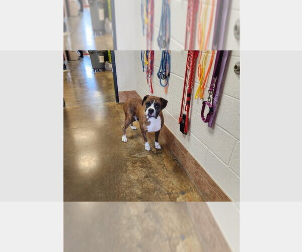 Medium Photo #3 Boxer Puppy For Sale in Austin, TX, USA