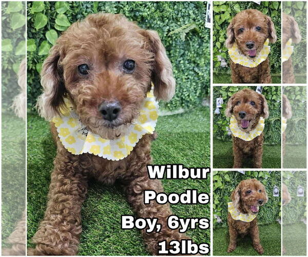 Medium Photo #1 Mutt Puppy For Sale in Seattle, WA, USA