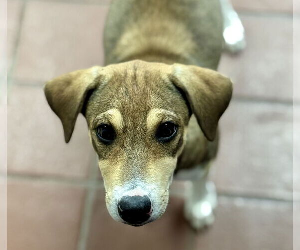 Medium Photo #1 Beagle-Unknown Mix Puppy For Sale in Jefferson, NJ, USA