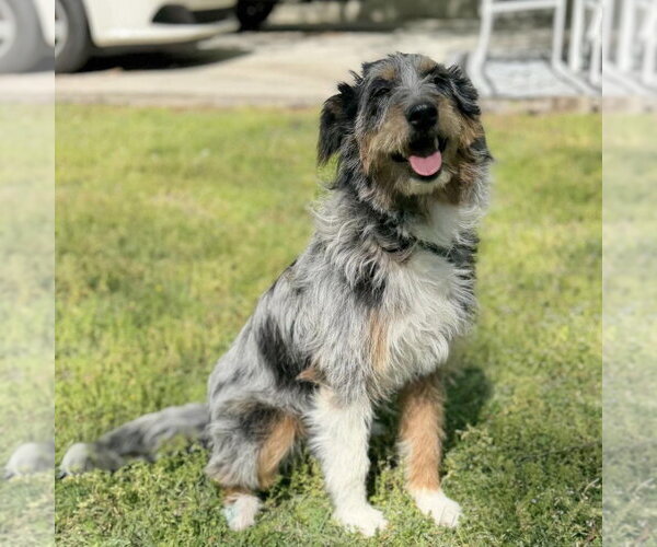 Medium Photo #2 Mutt Puppy For Sale in Yardley, PA, USA