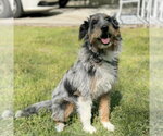 Small #1 Mutt