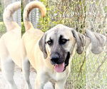 Small #4 Anatolian Shepherd-Rhodesian Ridgeback Mix