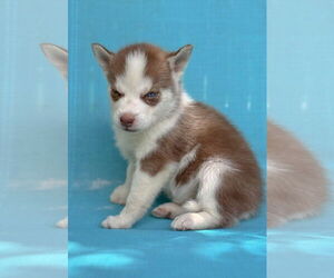 Siberian Husky Dogs for adoption in PIPE CREEK, TX, USA