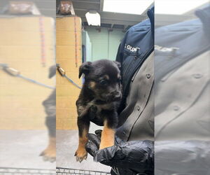 Rottweiler Dogs for adoption in Stockton, CA, USA