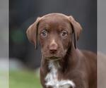 Small #1 Dalmatian-Labrador Retriever Mix