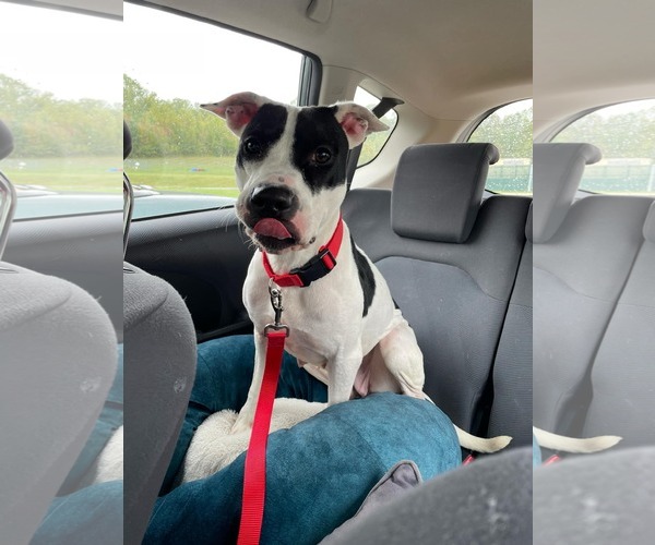 Medium Photo #7 American Pit Bull Terrier Puppy For Sale in Rockville, MD, USA