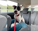 Small #6 American Pit Bull Terrier