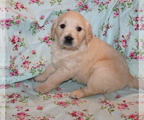 Medium Photo #3 English Cream Golden Retriever Puppy For Sale in BLOOMINGTON, IN, USA