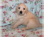 Small Photo #3 English Cream Golden Retriever Puppy For Sale in BLOOMINGTON, IN, USA