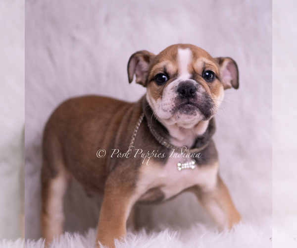 Medium Photo #12 Bulldog Puppy For Sale in WARSAW, IN, USA