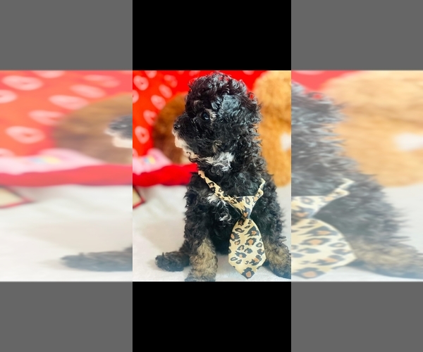 Medium Photo #3 Poodle (Toy) Puppy For Sale in FORT LAUDERDALE, FL, USA