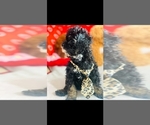 Small Photo #3 Poodle (Toy) Puppy For Sale in FORT LAUDERDALE, FL, USA