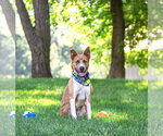 Small #3 Basenji-Labrador Retriever Mix
