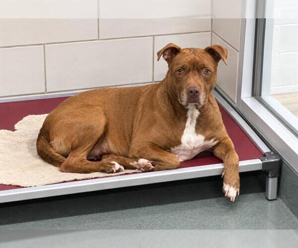 Medium Photo #2 American Pit Bull Terrier Puppy For Sale in Baytown, TX, USA