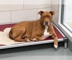 Small Photo #2 American Pit Bull Terrier Puppy For Sale in Baytown, TX, USA