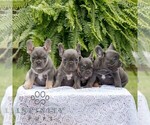 Small #2 French Bulldog