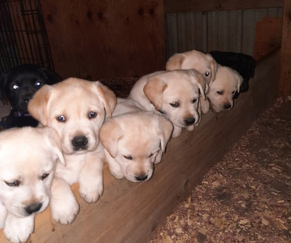 Medium Photo #1 Labrador Retriever Puppy For Sale in MAYVILLE, MI, USA