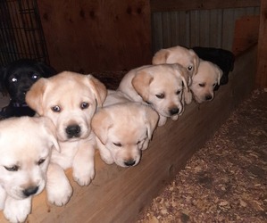 Labrador Retriever Puppy for sale in MAYVILLE, MI, USA