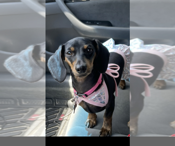 Medium Photo #1 Dachshund Puppy For Sale in HAVELOCK, NC, USA