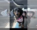 Small Photo #1 Dachshund Puppy For Sale in HAVELOCK, NC, USA