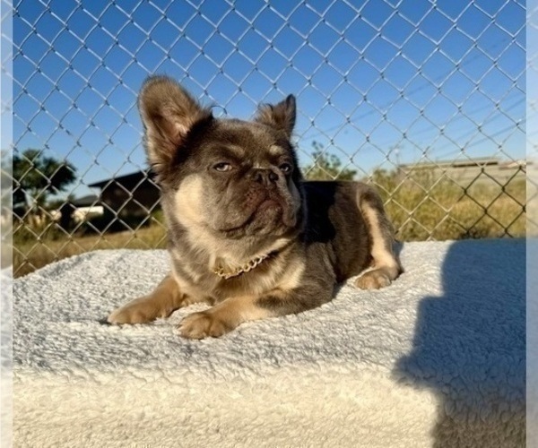 Medium Photo #8 French Bulldog Puppy For Sale in SAN JOSE, CA, USA