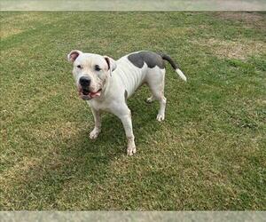 American Bulldog-Unknown Mix Dogs for adoption in Grovetown, GA, USA