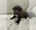 Small #1 American Pit Bull Terrier