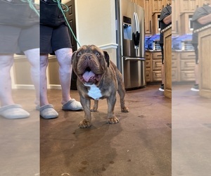 Father of the Olde English Bulldogge puppies born on 08/08/2026