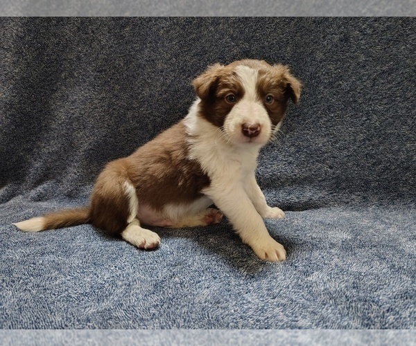 Medium Photo #1 Border Collie Puppy For Sale in NORBORNE, MO, USA