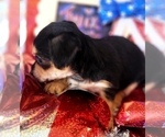 Small Photo #7 Yorkshire Terrier Puppy For Sale in AKRON, OH, USA