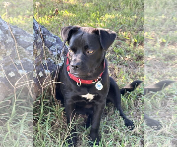 Medium Photo #13 Boxador Puppy For Sale in Wakefield, RI, USA