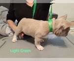 Small Photo #15 French Bulldog Puppy For Sale in BATTLE CREEK, MI, USA