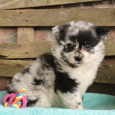 Pomsky Puppy for sale in GAP, PA, USA