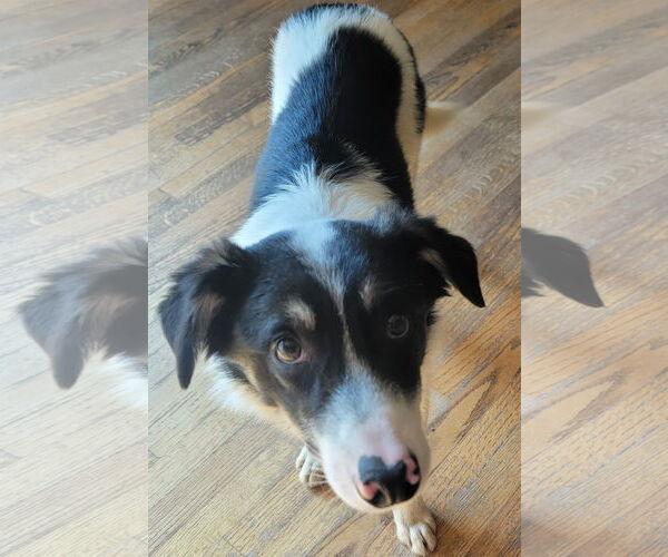 Medium Photo #8 Border Collie Puppy For Sale in Highland, IL, USA