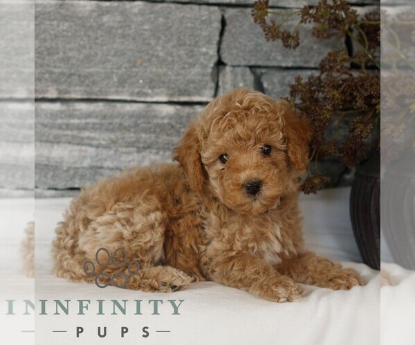 Medium Photo #2 Poodle (Miniature) Puppy For Sale in GORDONVILLE, PA, USA