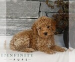 Small #1 Poodle (Miniature)