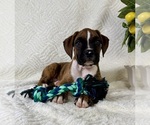 Small #1 Boxer