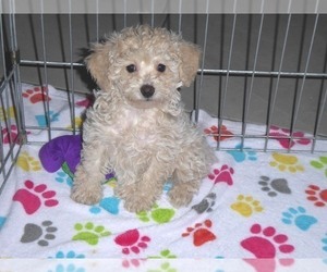 Cockapoo-Poodle (Miniature) Mix Puppy for sale in ORO VALLEY, AZ, USA