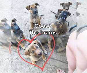 Mutt Dogs for adoption in Fallbrook, CA, USA