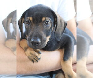 Labrador Retriever-Unknown Mix Dogs for adoption in Prattville, AL, USA