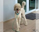 Small #1 Goldendoodle