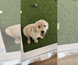 Golden Retriever Puppy for sale in BERKLEY, MI, USA