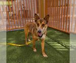 GRECIA - Female German Shepherd Dog-Unknown Mix Dog for Adoption - Small photo
