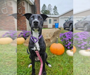 Liberty - Female Mutt Dog for Adoption - Photo #14