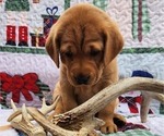 Small Photo #27 Labrador Retriever Puppy For Sale in BUFFALO, NY, USA