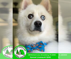 Huskies -Pomeranian Mix Dogs for adoption in Stroudsburg, PA, USA